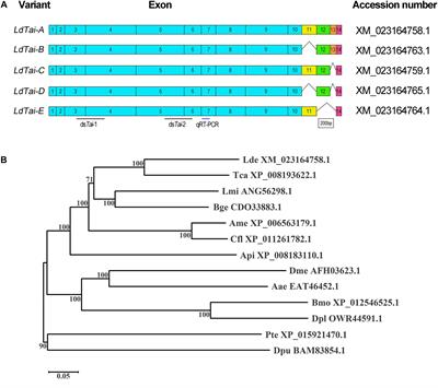 Importance of Taiman in Larval-Pupal Transition in Leptinotarsa decemlineata